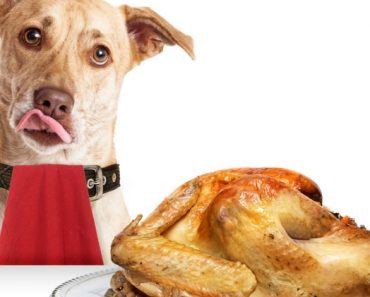 The countdown to turkey begins! Before you share your favorite Thanksgiving foods with your dog, find out which food made the no-no list and why.