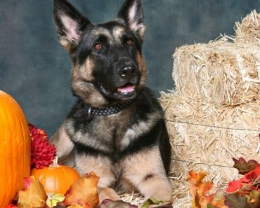 Hosting a big bash this holiday? If you're a dog parent then you have more to plan than just the food and drinks. So, let's talk canine "petiquette."