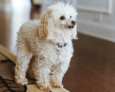 It's a pet parent's worst nightmare -- knowing when it's time to say goodbye. Find out about euthanasia and my recent experience with the loss of a dog.
