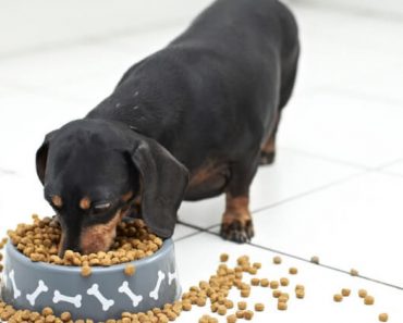 Lidl USA recalls specific lots of Orlando brand Grain Free Chicken & Chickpea Superfood Recipe Dog Food because it may contain elevated Vitamin D levels.