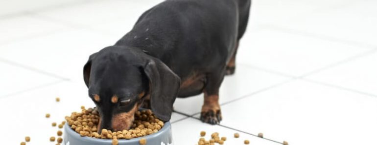 Lidl USA recalls specific lots of Orlando brand Grain Free Chicken & Chickpea Superfood Recipe Dog Food because it may contain elevated Vitamin D levels.