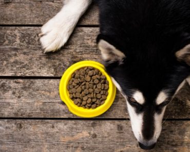 Two more pet food manufacturers issue recalls due to potentially elevated vitamin D levels. Find out the latest foods to watch for.