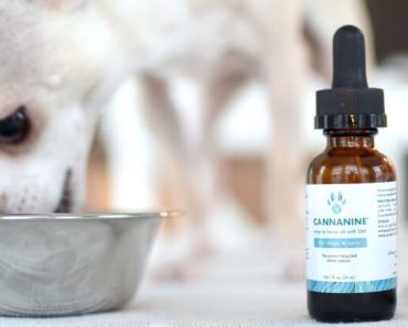 Have you ever tried CBD oil or hemp oil for your dog? In this article, Proud Dog Mom answers your burning questions and breaks down the many benefits.