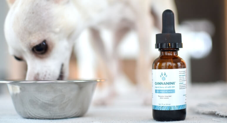 Have you ever tried CBD oil or hemp oil for your dog? In this article, Proud Dog Mom answers your burning questions and breaks down the many benefits.