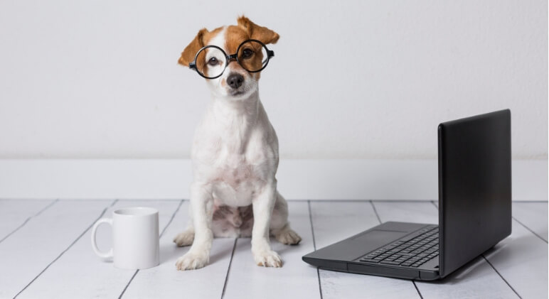 10 Trustworthy Websites All Dog Parents Should Know About
