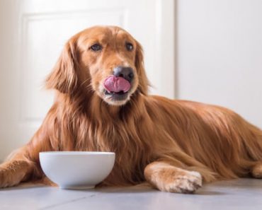 The U.S. Food and Drug Administration (FDA) is warning pet parents to stop feeding a specific lot of A+ Answers Straight Beef Formula for Dogs.