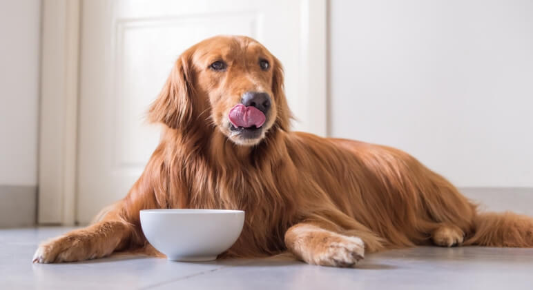 The U.S. Food and Drug Administration (FDA) is warning pet parents to stop feeding a specific lot of A+ Answers Straight Beef Formula for Dogs.