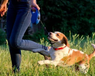 The retractable leash - it cause a pretty hot debate amongst dog parents. Some love the freedom they offer while others say they're downright dangerous.