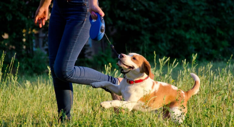 The retractable leash - it cause a pretty hot debate amongst dog parents. Some love the freedom they offer while others say they're downright dangerous.