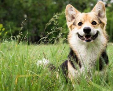 When it comes to our canine companions, there's a lot of information floating around out there. But what's a myth and what is actually fact?