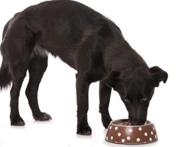 Hill’s Pet Nutrition voluntary recalls select canned dog foods due to potentially elevated vitamin D levels. Find out which foods to watch for.