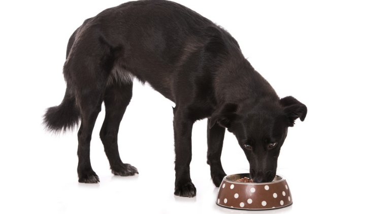 Hill’s Pet Nutrition voluntary recalls select canned dog foods due to potentially elevated vitamin D levels. Find out which foods to watch for.