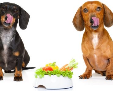 Adding certain fresh foods to our dog's diet can have a huge impact on their health! Check out 8 green veggies that dogs can eat (plus, how to serve them)!