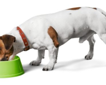 The Food and Drug Administration (FDA) has issued a warning for pet parents to stop feeding 3 lots of Darwin's Natural Pet Products raw dog food.