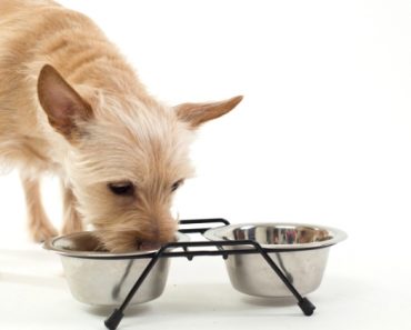 Thogersen Family Farm is voluntarily recalling several varieties of their raw, frozen ground pet food due to potential Listeria monocytogenes contamination.