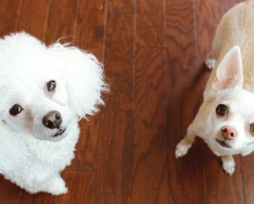 No matter how long our dogs are with us, their life spans aren't nearly as long as we wish they would be. Read on for 11 dog breeds that live the longest!