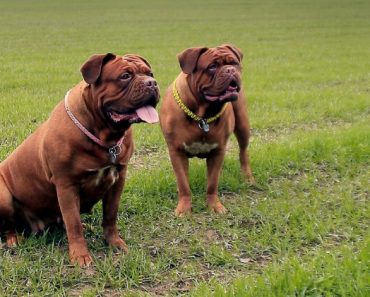 Some dog breeds are known to have short lifespans. In this post, we share 12 shortest living breeds. They all have one thing in common: Their large size.