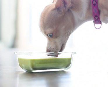 Made with just a few dog-approved ingredients, you can create this green smoothie in about a minute. Plus, you may even want to take a little sip yourself!