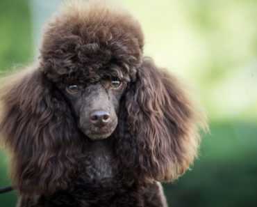 If you're allergic to dogs, you're not alone. But, that doesn't mean you're home has to be be pup-free. Read on for a list of 12 hypoallergenic dog breeds.