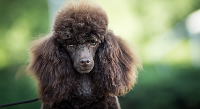 If you're allergic to dogs, you're not alone. But, that doesn't mean you're home has to be be pup-free. Read on for a list of 12 hypoallergenic dog breeds.