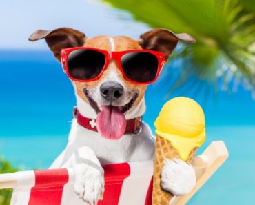 While we plan our fun in the sun, we also have to plan for ways to keep us refreshed. Read on for 6 essentials to keep your dog cool this summer! 