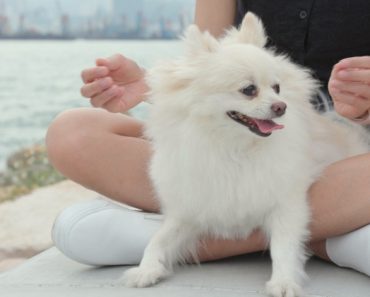 Grieving the loss of a furry loved one, or know someone who is? Check out these six meaningful pet memorial ideas.