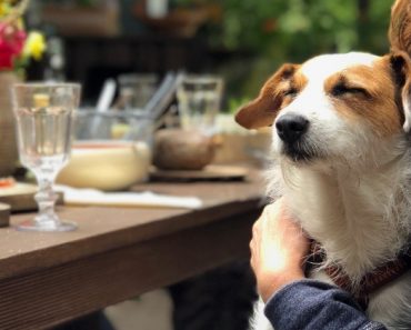 Next time you take a road ride with your pooch, consider making a pit stop at these dog-friendly restaurants. He'll definitely love the special treat!