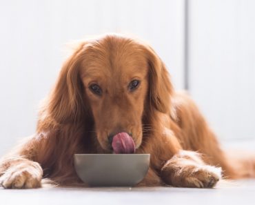The FDA is sharing new information about reports possibly linking grain-free dog food to a spike in dilated cardiomyopathy (DCM).