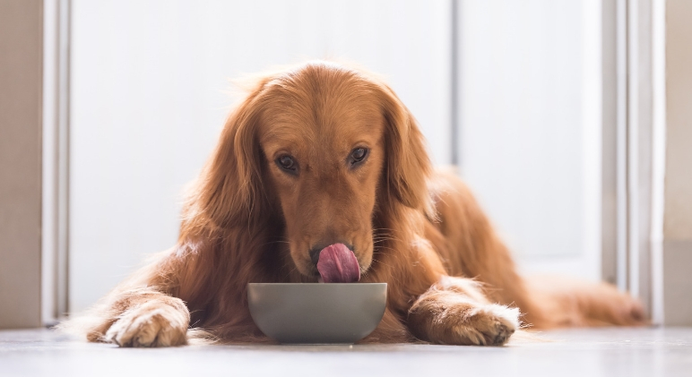 Fda Names Dog Food Brands Linked To Canine Heart Disease Reports