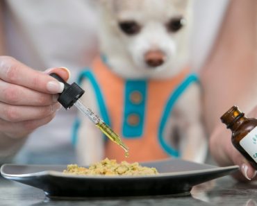 As I place my next order for Cannanine Organic Hemp CBD Oil, I wanted to share the many ways you can incorporate this liquid gold into your dog's diet.