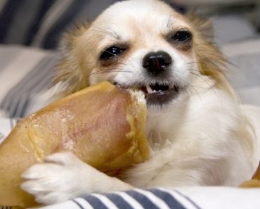 Health officials are investigating a multi-state outbreak of salmonella infection in humans. The suspected cause? Pig ear dog treats.