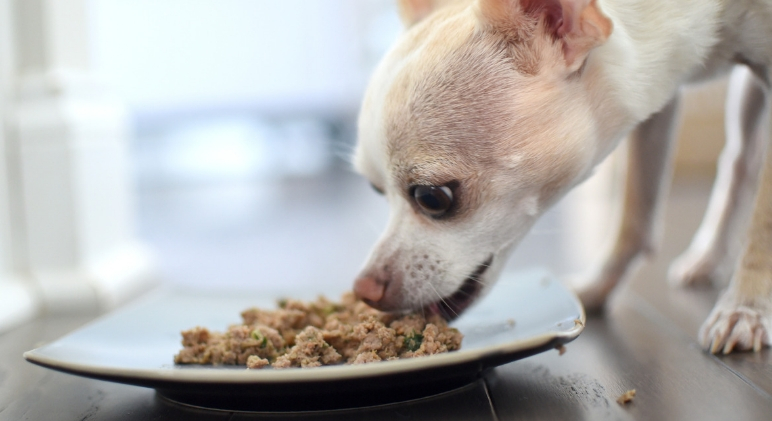 The Farmer's Dog is a real food subscription service that cooks fresh, human-grade dog food with your canine companion in mind. Find out how to get 50% off!