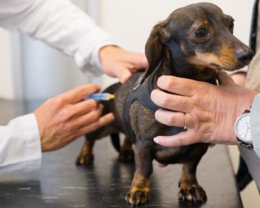 Dog vaccines and surgeries: This scheduling advice is the result of a vet visit gone wrong. My hope? To help you avoid this easily avoidable mistake!