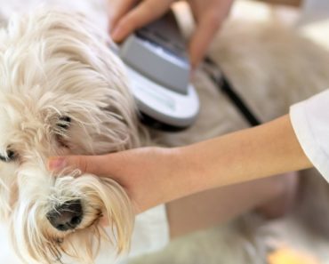 Microchips are a great resource for helping lost dogs find their way back home. But it's not enough to simply chip your pets and move on. Find out more on National Check Your Chip Day!