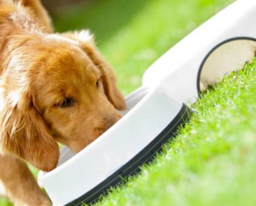 The FDA urges dog parents to stop feeding all Performance Dog frozen raw pet food after samples tested positive for Salmonella and Listeria monocytogenes.