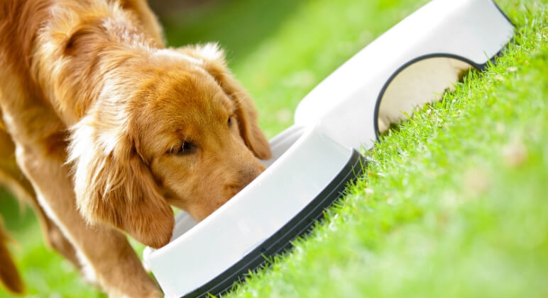 The FDA urges dog parents to stop feeding all Performance Dog frozen raw pet food after samples tested positive for Salmonella and Listeria monocytogenes.