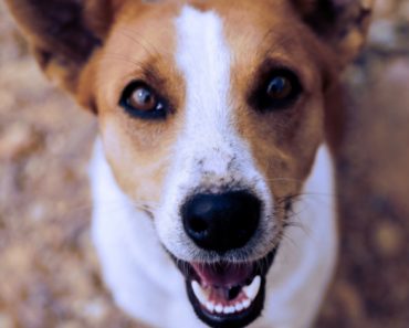 Now that you've finally found the perfect pooch, it's time to pick a name. See 5 essential tips to help make the naming process easier!