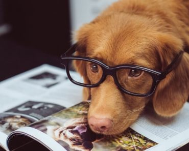 If man's best friend is your best friend then you may want to get your paws on a copy of one of these books! Check out our must-read list for dog-lovers!
