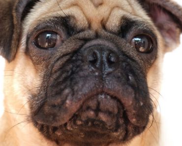 Can dogs get zits? Yup — you bet they can! In this article, we’re chatting all about canine acne — the symptoms, common causes, diagnosis, and treatment.