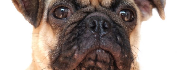 Can dogs get zits? Yup — you bet they can! In this article, we’re chatting all about canine acne — the symptoms, common causes, diagnosis, and treatment.