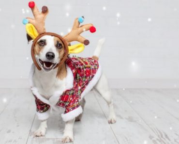 As the countdown to Christmas begins, are you planning on taking family holiday photos? If so, here are some fun, festive accessories for your dog!