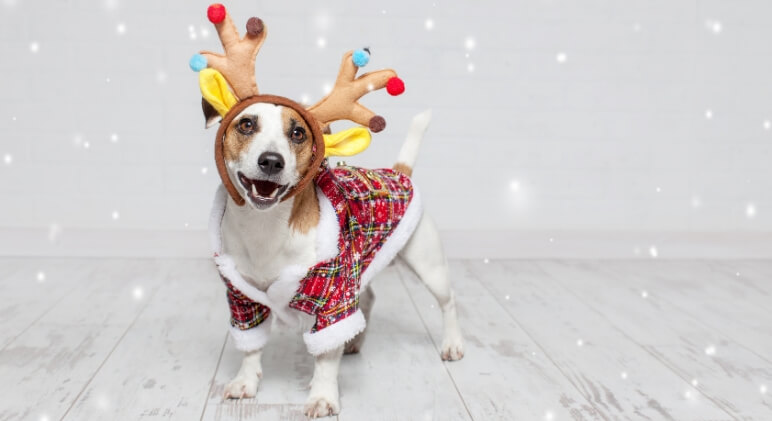 As the countdown to Christmas begins, are you planning on taking family holiday photos? If so, here are some fun, festive accessories for your dog!