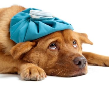 If you go for annual vet checks & keep your dog up-to-date on shots then you've probably heard about Canine Parvovirus. But, do you really know what is it?