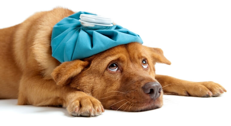 If you go for annual vet checks & keep your dog up-to-date on shots then you've probably heard about Canine Parvovirus. But, do you really know what is it?