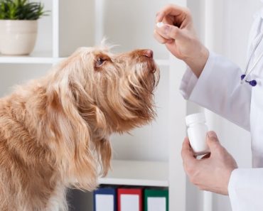 When dogs experience pain, tummy upset, or allergies, it's natural to want to help. Here is a list of common OTC medications and if they're safe for dogs.