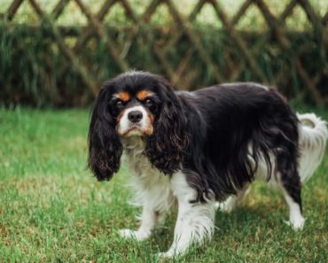 An estimated 2 million pets are stolen each year. And only about 10% of those stolen pets are actually returned home. Find out more about pet theft.