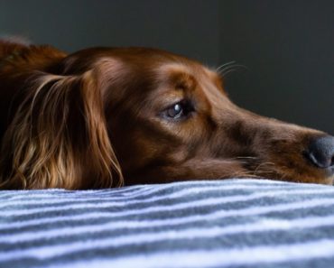 Heartworm disease is potentially deadly and any dog can get it. Cases are reported in all 50 states. But, the good news: It's preventable!