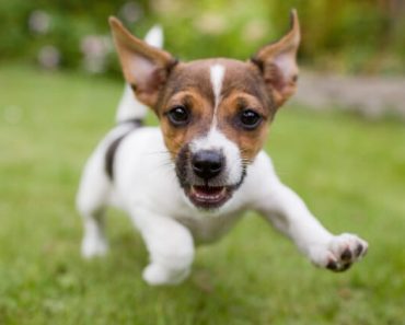 If you were a dog, what breed would you be? The quiz below is filled with a few fun personality questions, which will reveal your puppy persona!