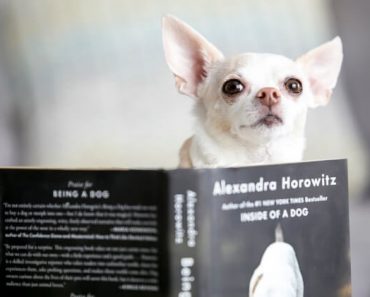 Love curling up on the couch with a good book? Well, I've got just the selection for you. These books about dogs are perfect for any puppy lover!