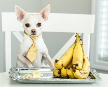Bananas are delicious, tummy-filling, and loaded with beneficial nutrients. Now the big question is: Can dogs eat bananas? Find out!